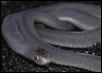 Dasypeltis medicini lamuensis