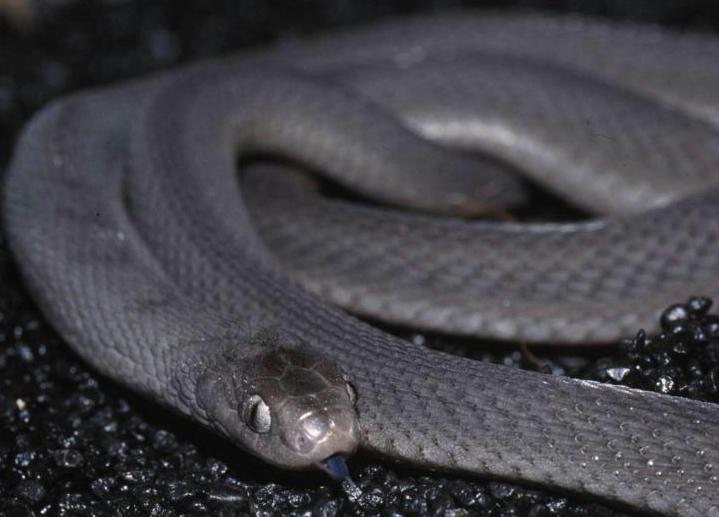 Dasypeltis medicini lamuensis