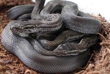 L. fuliginosus Lowveld black