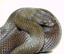 L. fuliginosus (variant of unknown origin)