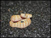 Albino Baja California Rattler