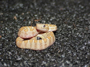 Albino Baja California Rattler