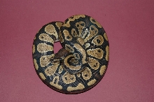 wannabe yellowbelly