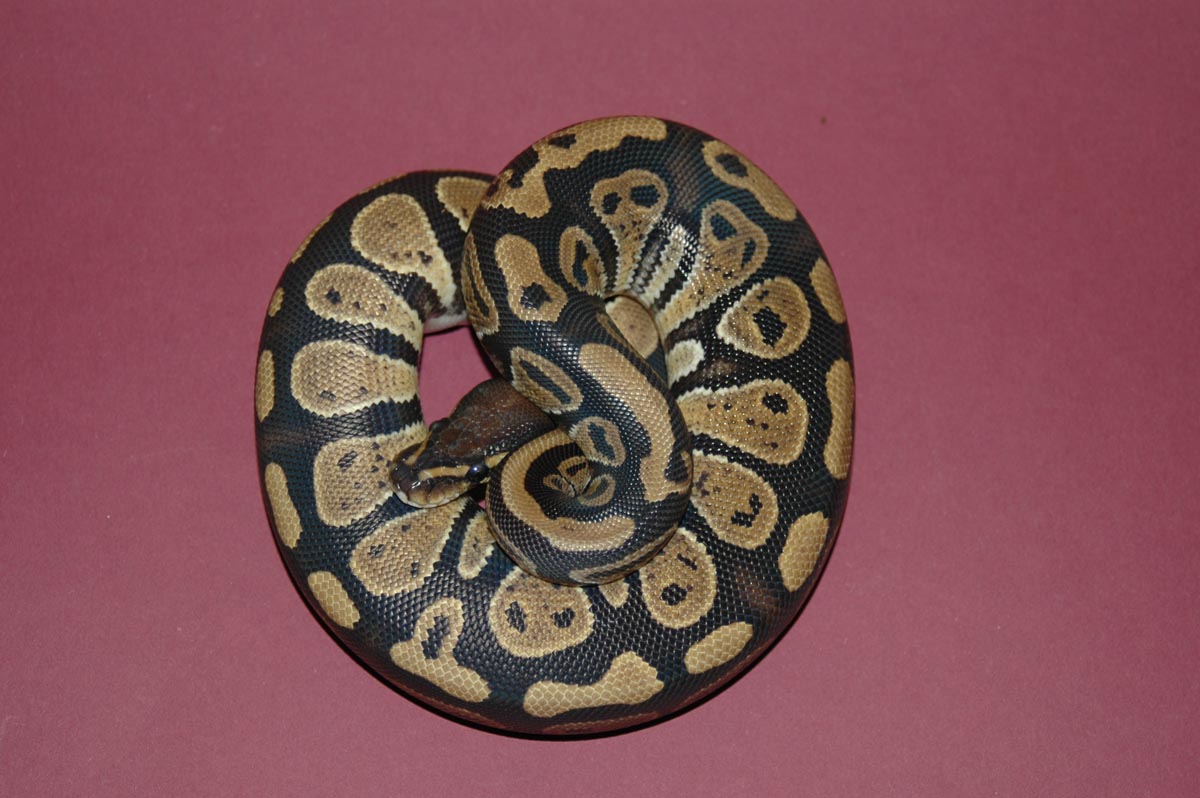 wannabe yellowbelly
