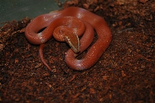 Red L. fuliginosus juv.