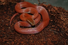 red L. fuliginosus juv. 2