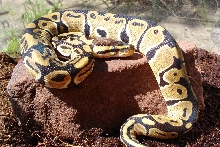 High yellow ball
