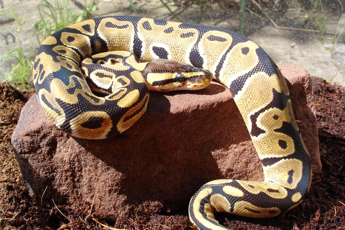High yellow ball