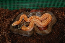 Albino and het. Albino Lowvelt   red juv.