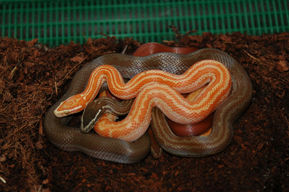 Albino and het. Albino Lowvelt   red juv.