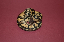 Straneg Pastel2 coiled