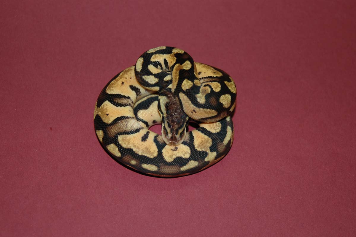 Straneg Pastel2 coiled