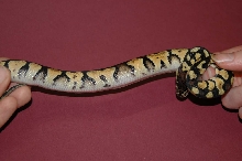 Strange Pastel1 side view