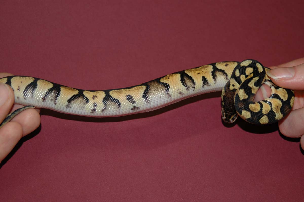 Strange Pastel1 side view
