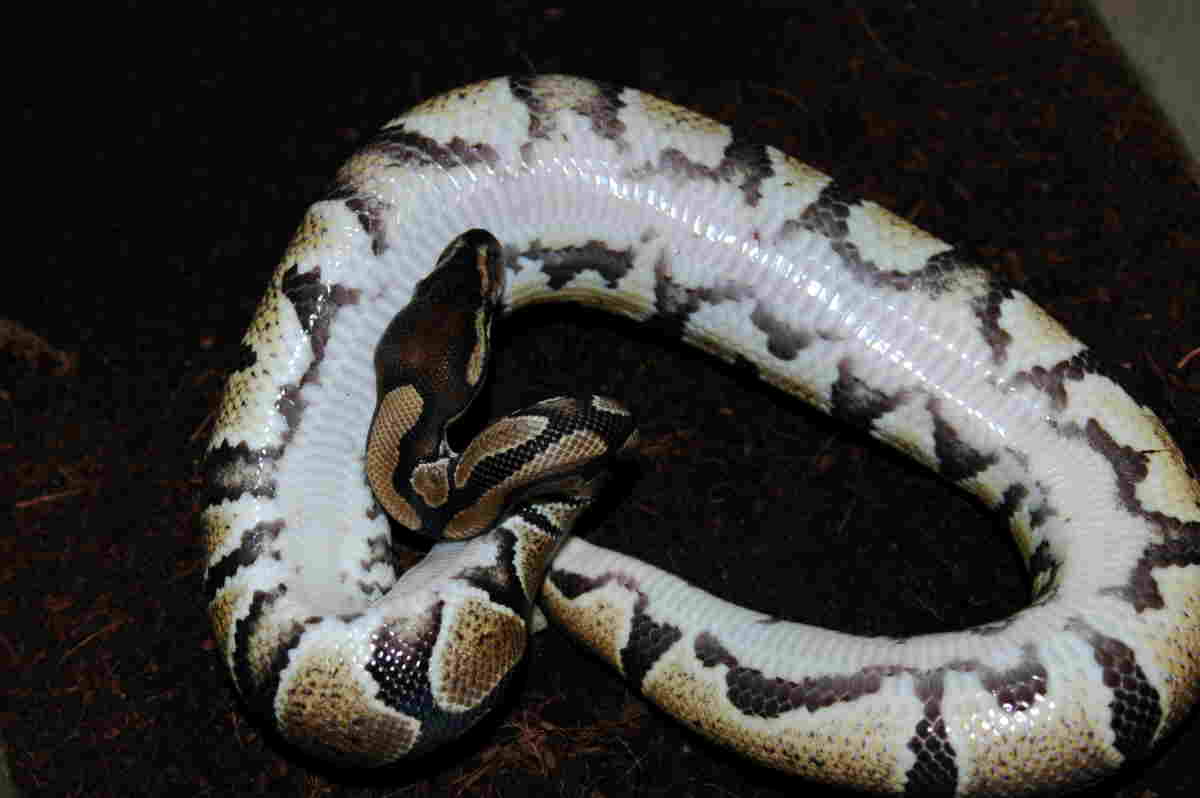 regius 5 belly