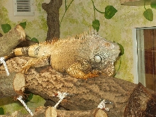 my iguana rocky
