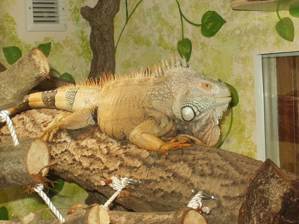 my iguana rocky