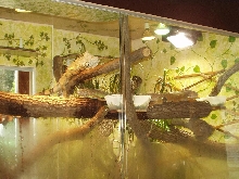 my iguana group 1.2