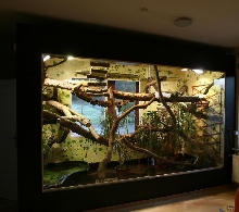 Iguana iguana terrarium