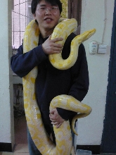 gold burmese