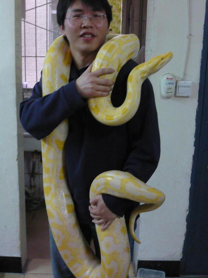 gold burmese