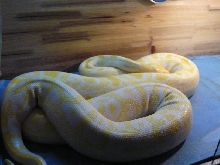 gold burmese