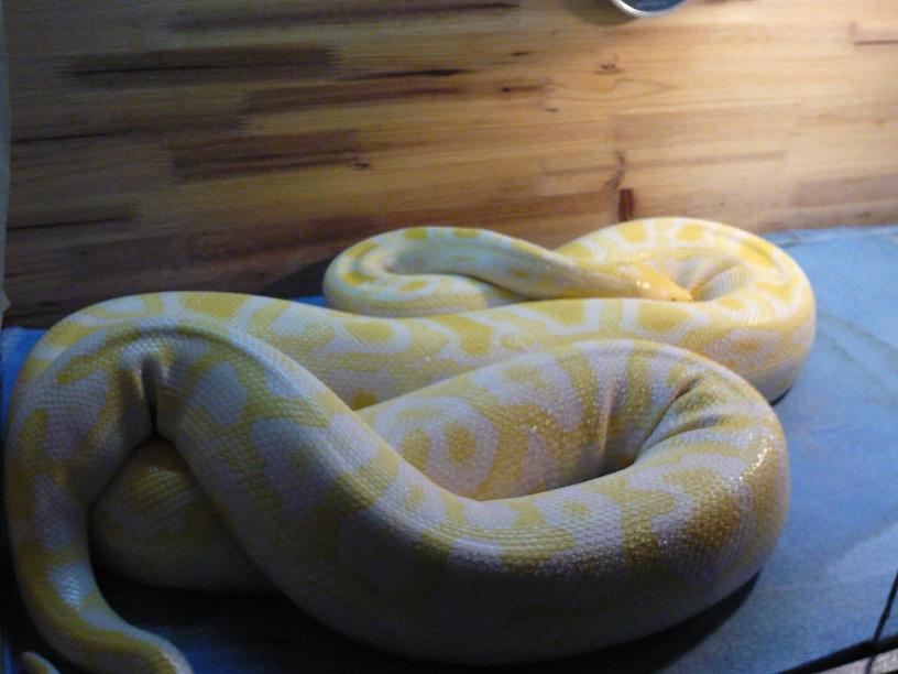 gold burmese