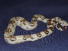 Boa Constrictors Colombia