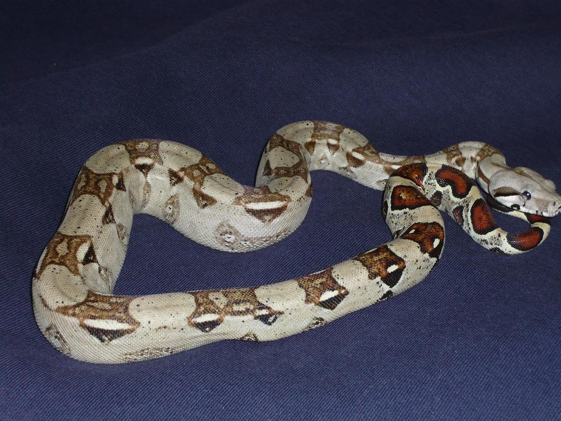 Boa Constrictors Colombia