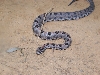 pygmy2