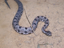 pygmy4