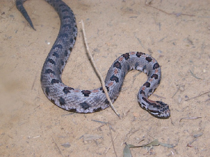 pygmy4