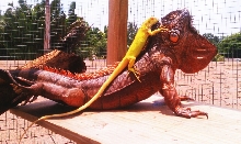 Baby Albino Iguana on top of Red iguana