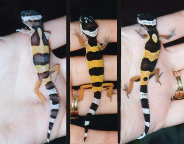 My 3 Leopard Geckos