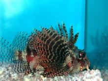 Saltwater - Austin Aquariums