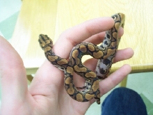 0.1 BRB (Audrey)