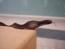1.0 African egg eater (Loki)