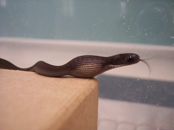 1.0 African egg eater (Loki)