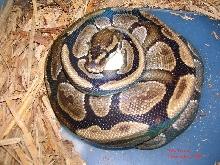 Female Ball "moca" on eggs