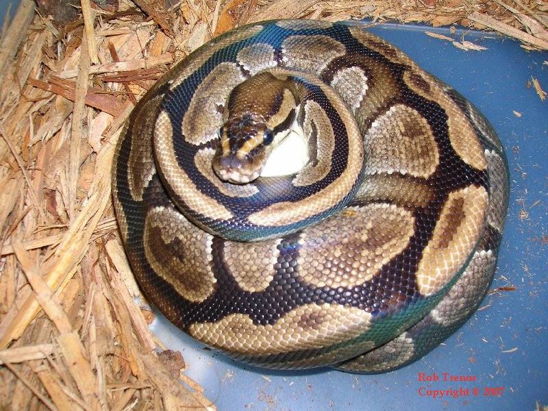 Female Ball "moca" on eggs