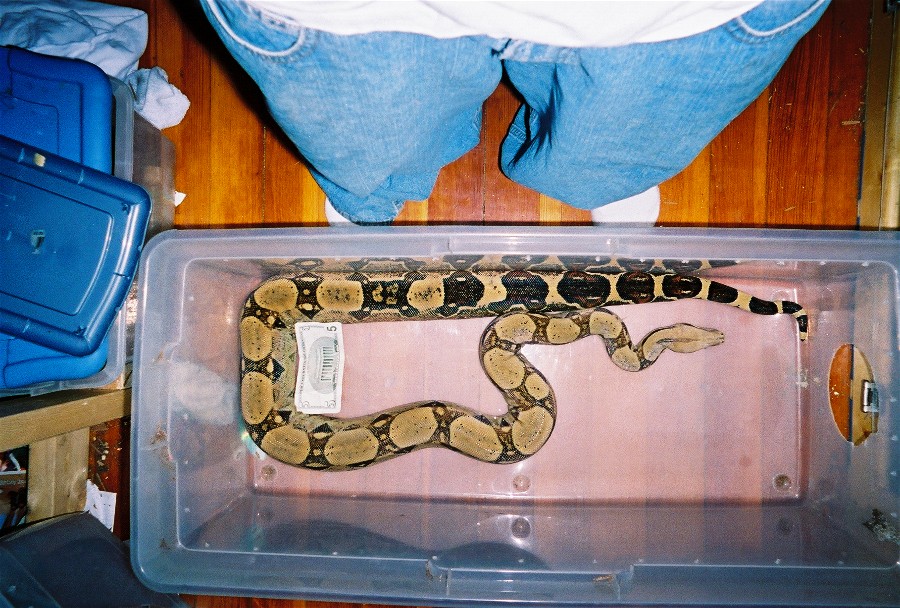 7 foot female