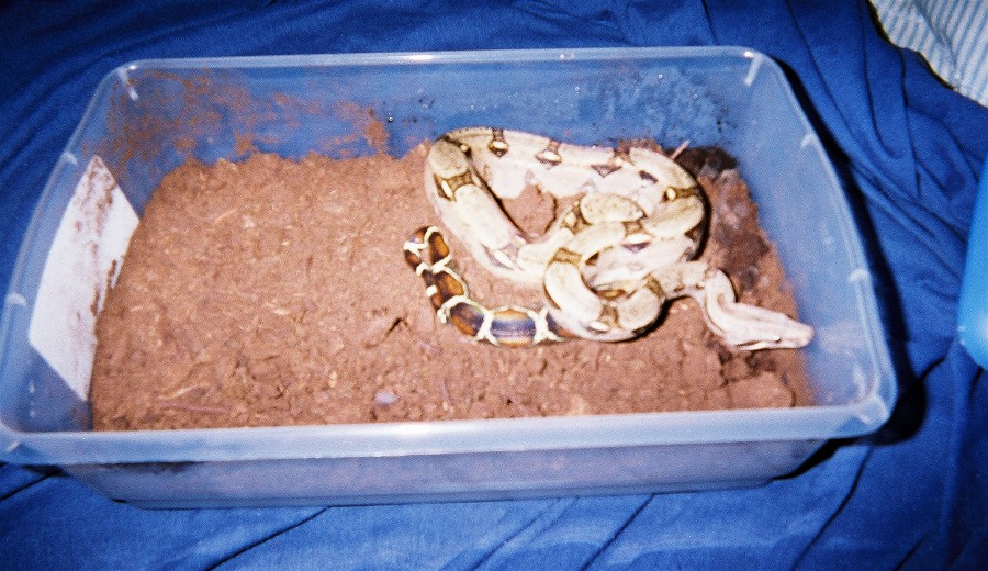 yearling bci