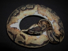 The female