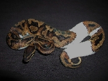 The male