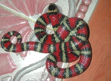 L.t. abnorma