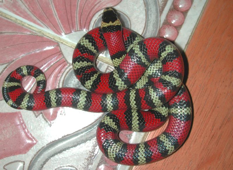 L.t. abnorma