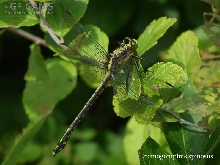 Black-shouldered spinyleg
