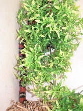 L.t. abnorma