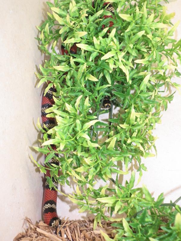 L.t. abnorma