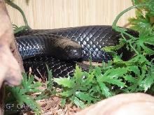 L.t. gaigeae